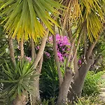 De La Casa Paraiso Avec, En Plus, Terrasse Privative Exterieure Semi Couverte Equipee D'un Salon D'un Coin Repas D'une Kitchenette, La Grande Piscine Et Les Jardins Sont Partages, A Proximite Des Plages De Fuseta Et De La Ria Formosa Moncarapacho